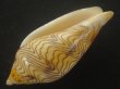 画像3: モクメボラ(Amoria undulata) フォームセブンマイルビーチ　大　老成　特美品 (3)