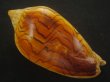 画像1: モクメボラ(Amoria undulata) フォームペグスビーチ　大　老成　美品 (1)