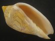 画像2: モクメボラ(Amoria undulata) フォームペグスビーチ　大　老成　美品 (2)