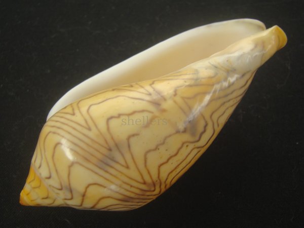 画像3: モクメボラ(Amoria undulata) フォームペグスビーチ　大　老成　美品 (3)