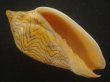 画像1: モクメボラ(Amoria undulata) フォームペグスビーチ　大　老成　美品 (1)
