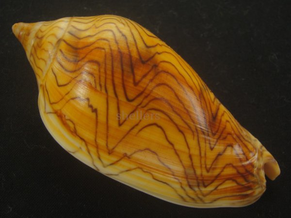 画像2: モクメボラ(Amoria undulata) フォームペグスビーチ　大　老成　美品 (2)