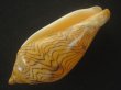 画像3: モクメボラ(Amoria undulata) フォームペグスビーチ　大　老成　美品 (3)