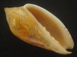 画像2: モクメボラ(Amoria undulata) フォームペグスビーチ　大　濃色　老成　美品 (2)