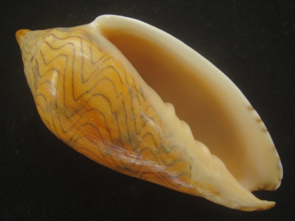 画像2: モクメボラ(Amoria undulata) フォームペグスビーチ　大　濃色　老成　美品 (2)