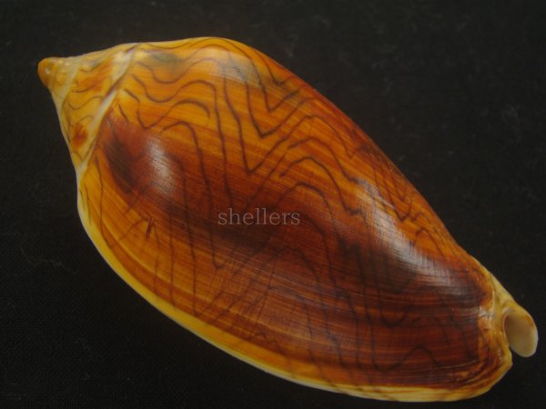 画像1: モクメボラ(Amoria undulata) フォームペグスビーチ　大　濃色　老成　美品 (1)