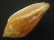 画像3: モクメボラ(Amoria undulata) フォームペグスビーチ　大　濃色　老成　美品 (3)