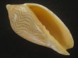 画像1: アンガスモクメボラ(Amoria undulata angasii)  (1)