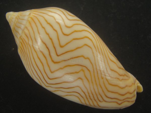 画像2: アンガスモクメボラ(Amoria undulata angasii)  (2)
