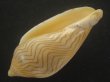 画像3: アンガスモクメボラ(Amoria undulata angasii)  (3)