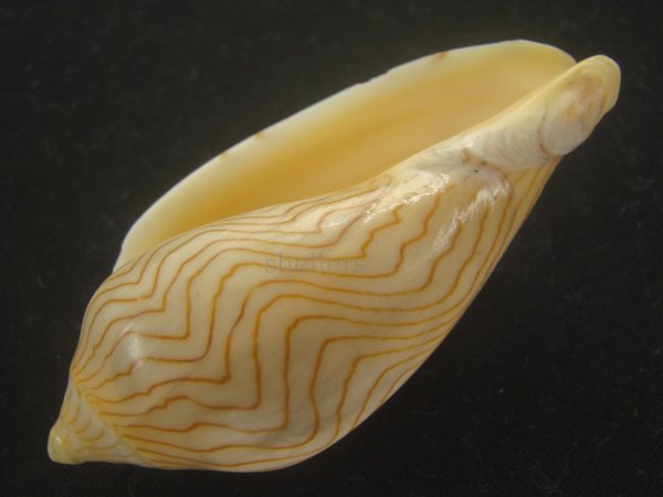 画像3: アンガスモクメボラ(Amoria undulata angasii)  (3)