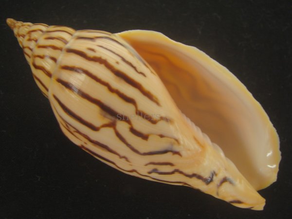 画像1: イナズマインドボラ(Harpulina loroisi) 大 (1)
