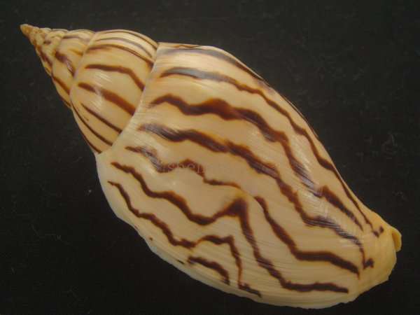 画像2: イナズマインドボラ(Harpulina loroisi) 大 (2)