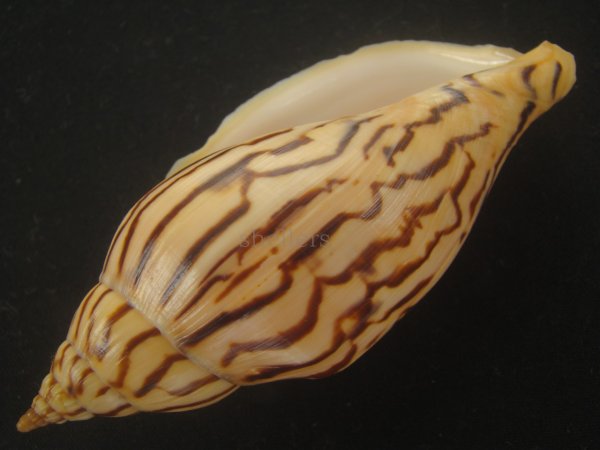 画像3: イナズマインドボラ(Harpulina loroisi) 大 (3)