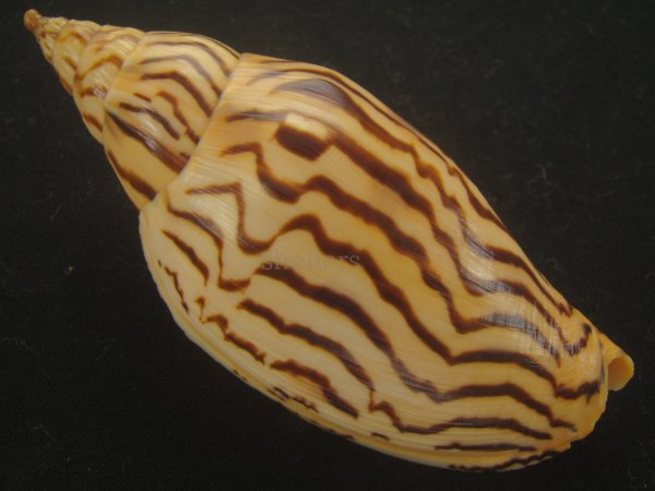 画像2: イナズマインドボラ(Harpulina loroisi) 大 (2)