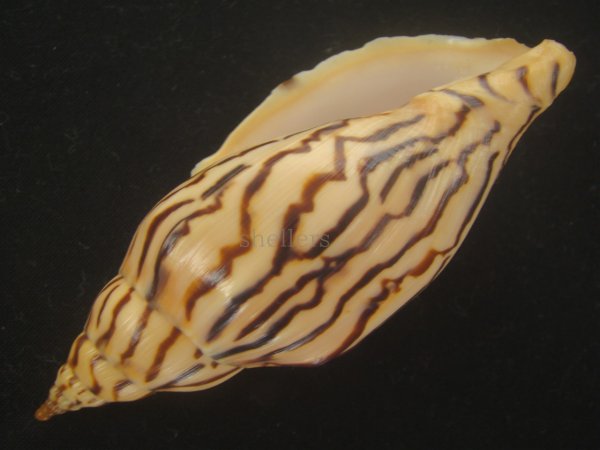 画像3: イナズマインドボラ(Harpulina loroisi) 大 (3)