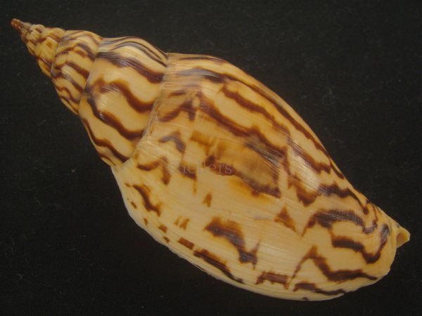 画像2: イナズマインドボラ(Harpulina loroisi) 109ｍｍ　特大　濃色　美品 (2)