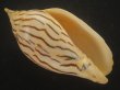 画像1: イナズマインドボラ(Harpulina loroisi) ゴマフボラ(Harpulina lapponica)とのハイブリット　大 (1)