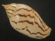 画像2: イナズマインドボラ(Harpulina loroisi) ゴマフボラ(Harpulina lapponica)とのハイブリット　大 (2)