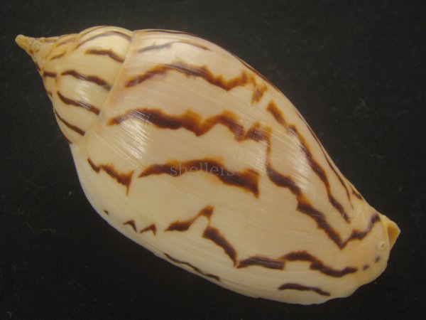画像2: イナズマインドボラ(Harpulina loroisi) ゴマフボラ(Harpulina lapponica)とのハイブリット　大 (2)
