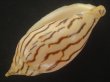 画像3: イナズマインドボラ(Harpulina loroisi) ゴマフボラ(Harpulina lapponica)とのハイブリット　大 (3)