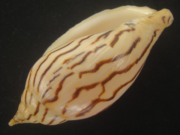 画像3: イナズマインドボラ(Harpulina loroisi) ゴマフボラ(Harpulina lapponica)とのハイブリット　大 (3)