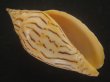 画像1: イナズマインドボラ(Harpulina loroisi) ゴマフボラ(Harpulina lapponica)とのハイブリット　美品 (1)