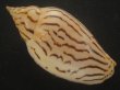 画像2: イナズマインドボラ(Harpulina loroisi) ゴマフボラ(Harpulina lapponica)とのハイブリット　美品 (2)