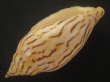 画像3: イナズマインドボラ(Harpulina loroisi) ゴマフボラ(Harpulina lapponica)とのハイブリット　美品 (3)
