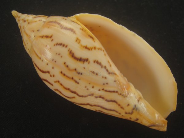 画像1: イナズマインドボラ(Harpulina loroisi) ゴマフボラ(Harpulina lapponica)とのハイブリット　美品 (1)