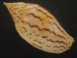 画像2: イナズマインドボラ(Harpulina loroisi) ゴマフボラ(Harpulina lapponica)とのハイブリット　美品 (2)