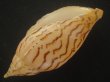 画像3: イナズマインドボラ(Harpulina loroisi) ゴマフボラ(Harpulina lapponica)とのハイブリット　美品 (3)
