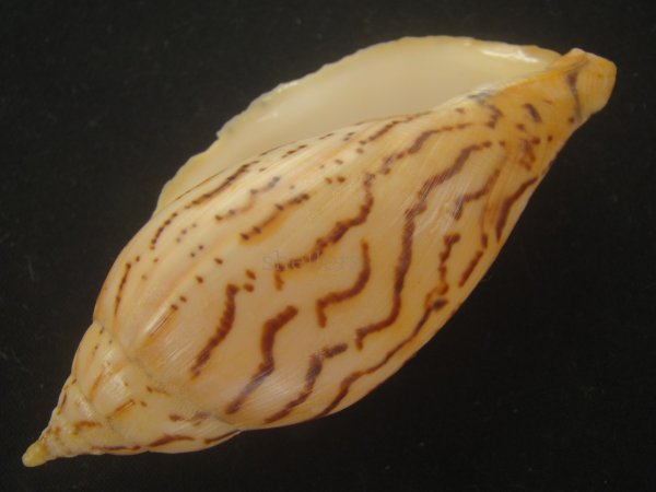 画像3: イナズマインドボラ(Harpulina loroisi) ゴマフボラ(Harpulina lapponica)とのハイブリット　美品 (3)