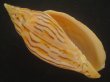 画像1: イナズマインドボラ(Harpulina loroisi) ゴマフボラ(Harpulina lapponica)とのハイブリット　大　美品 (1)