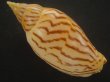 画像2: イナズマインドボラ(Harpulina loroisi) ゴマフボラ(Harpulina lapponica)とのハイブリット　大　美品 (2)