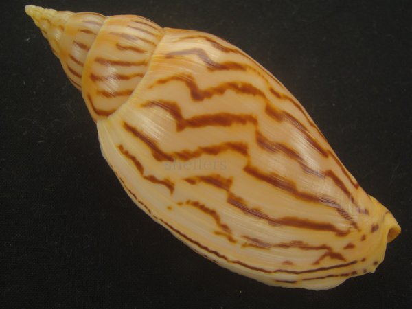 画像2: イナズマインドボラ(Harpulina loroisi) ゴマフボラ(Harpulina lapponica)とのハイブリット　大　美品 (2)