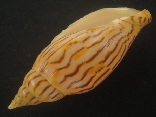 画像3: イナズマインドボラ(Harpulina loroisi) ゴマフボラ(Harpulina lapponica)とのハイブリット　大　美品 (3)