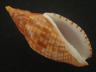 70726f647563742f323032362d3039