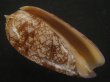 画像1: ニシキマクラ(Oliva porphyria) 濃色　特美品 (1)
