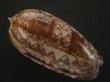 画像2: ニシキマクラ(Oliva porphyria) 濃色　特美品 (2)