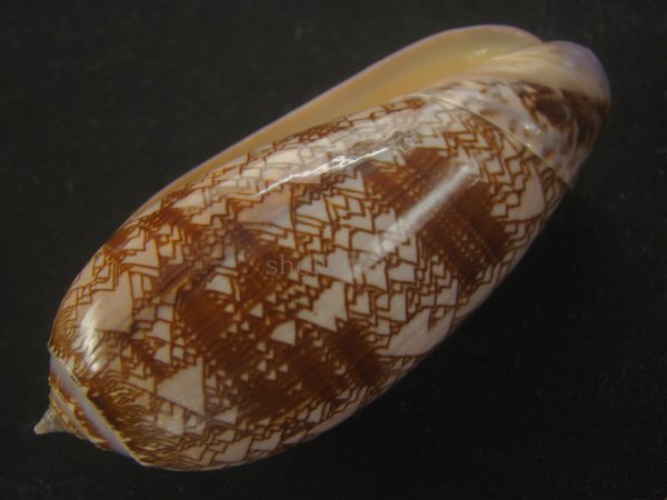 画像3: ニシキマクラ(Oliva porphyria) 濃色　特美品 (3)