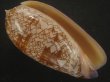 画像1: ニシキマクラ(Oliva porphyria) 濃色　美品 (1)