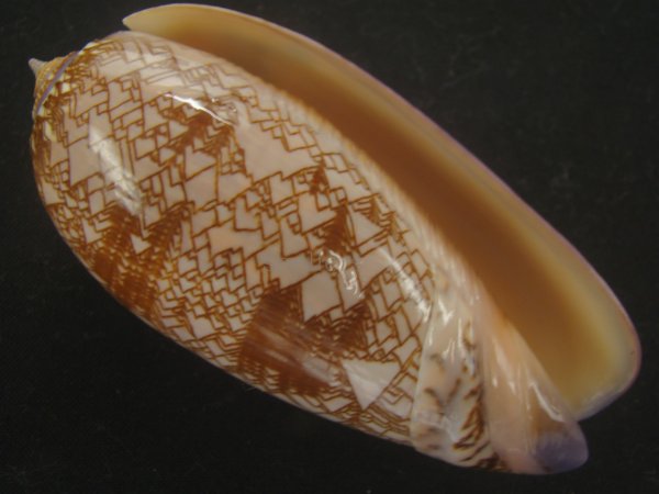 画像1: ニシキマクラ(Oliva porphyria) 濃色　美品 (1)
