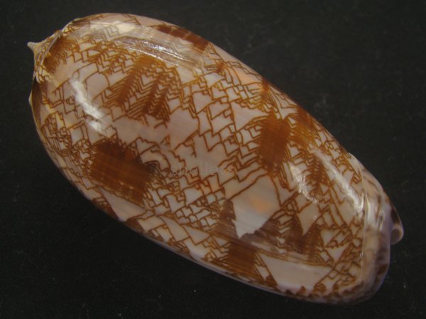 画像2: ニシキマクラ(Oliva porphyria) 濃色　美品 (2)