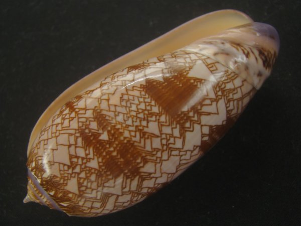 画像3: ニシキマクラ(Oliva porphyria) 濃色　美品 (3)