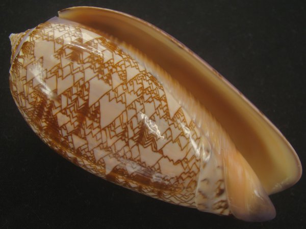 画像1: ニシキマクラ(Oliva porphyria) 大　老成 (1)