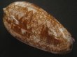 画像2: ニシキマクラ(Oliva porphyria) 大　老成 (2)