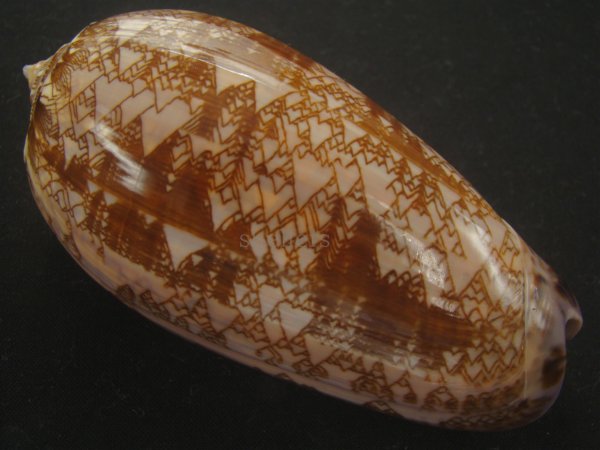 画像2: ニシキマクラ(Oliva porphyria) 大　老成 (2)