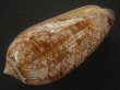 画像3: ニシキマクラ(Oliva porphyria) 大　老成 (3)