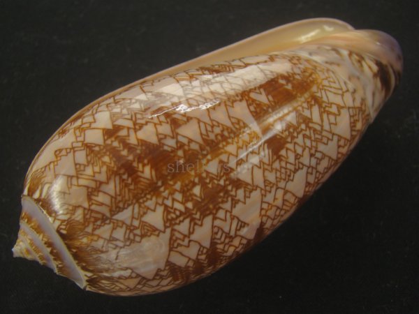 画像3: ニシキマクラ(Oliva porphyria) 大　老成 (3)